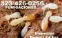 Termitas Riverside County. en Riverside