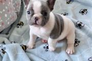pure breed French bull-dog