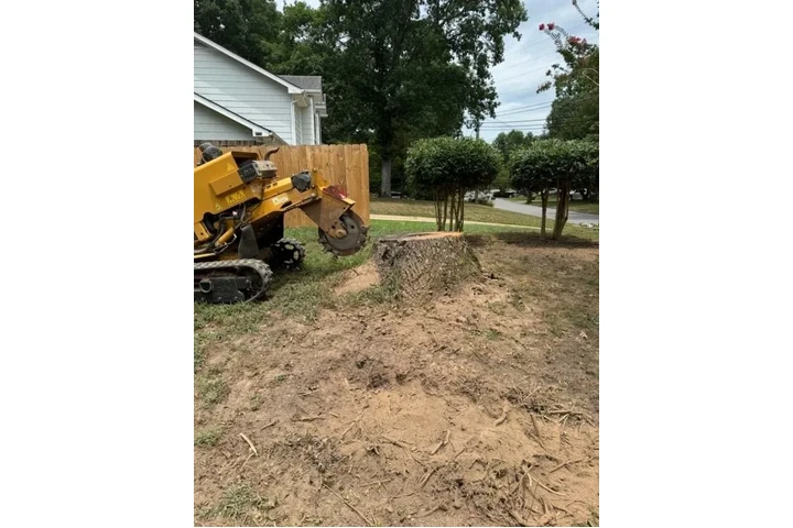 Professional Tree &Landscaping image 6