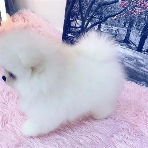$550 : Sweet Pomeranian Puppies image 1