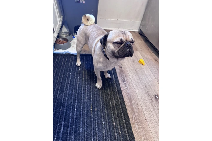 $800 : Pug image 3