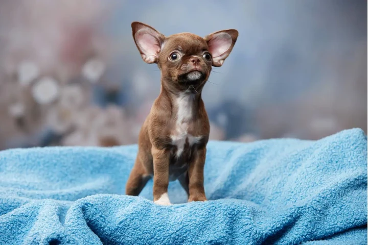 $300 : Teacup Chihuahua puppies image 4