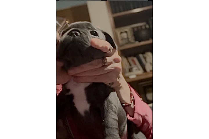 $899000 : Cachorros Bulldog Francés image 6