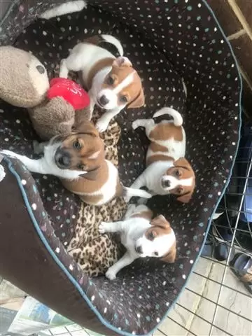 $480 : BUY Jack Russell Stunning image 1