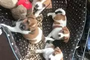 BUY Jack Russell Stunning