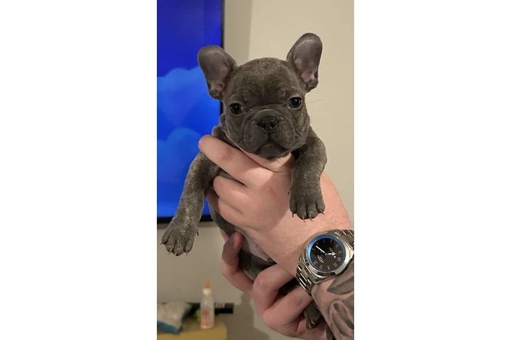 $700 : Cachorros Bulldog Francés image 4