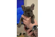 $700 : Cachorros Bulldog Francés thumbnail
