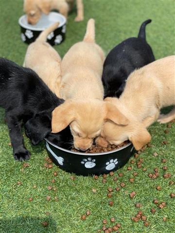 $400 : Labrador Puppies FT image 1