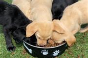 $400 : Labrador Puppies FT thumbnail