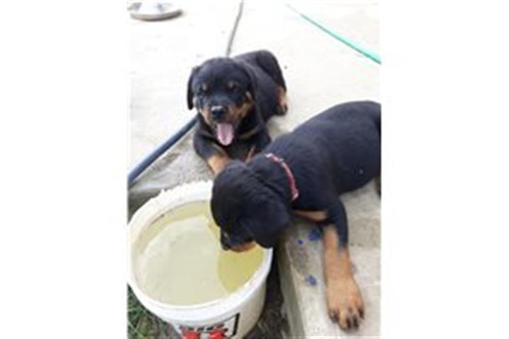 $500 : Top Quality Rottweiler Puppies image 1