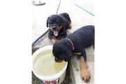 Top Quality Rottweiler Puppies en Madison WV