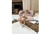 Maltipoo Cachorros a la venta