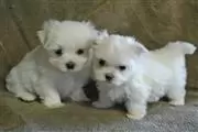 Impresionantes cachorros malte en Union City