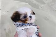 $350 : Shihtzu thumbnail