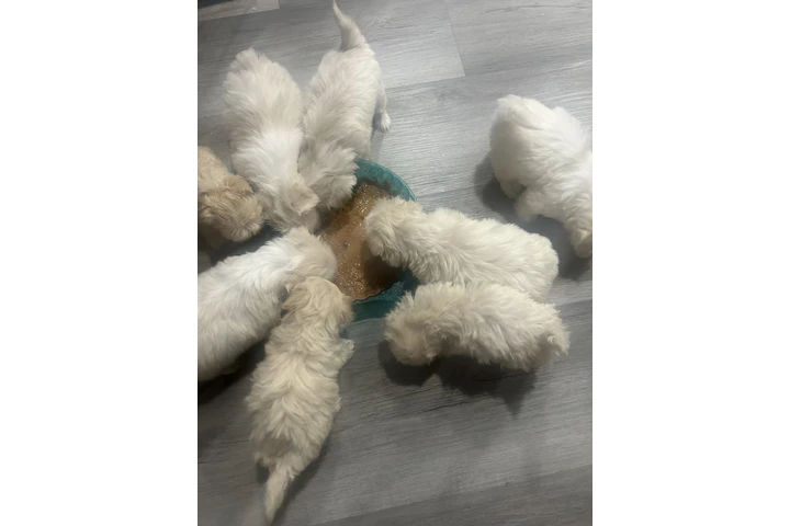 $450 : Maltipoo image 1