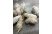 Maltipoo