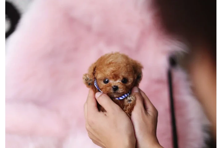 $350 : Caniche miniatura image 5