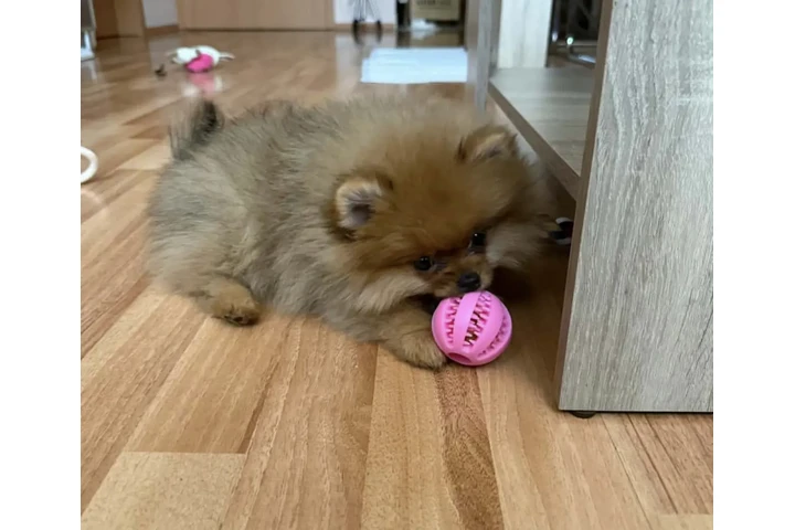$450 : Teacup Pomeranian Available image 1