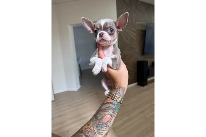 $300 : Teacup Chihuahua puppies image 4