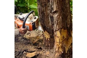 Professional Tree Care thumbnail