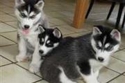 Cachorros Husky en adopción  N
