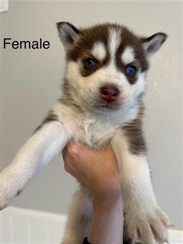 $100 : Husky Puppies image 4