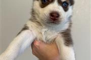 $100 : Husky Puppies thumbnail