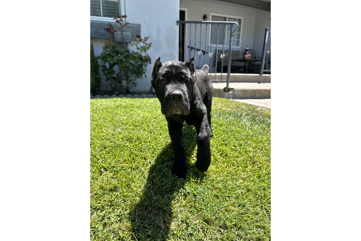 $4000 : SALE DOG CANE CORSO image 10