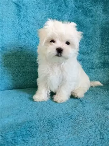 $650 : Healthy Adorable Maltese Pups. image 2