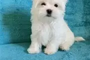 $650 : Healthy Adorable Maltese Pups. thumbnail