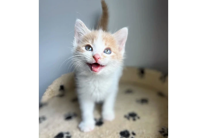 $100 : Siamese kittens image 6