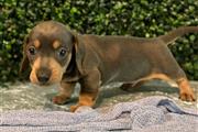 $600 : Adorables cachorros Dachshund# thumbnail