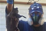 PEST CONTROL MAYWOOD 24/7.- thumbnail