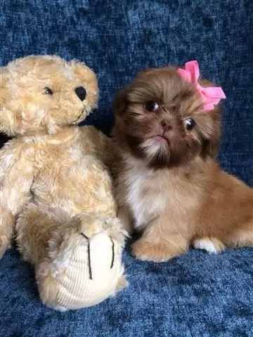$450 : Amazing Shit tzu Puppies image 2