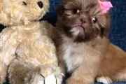 $450 : Amazing Shit tzu Puppies thumbnail