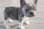 $190 : French bulldog For Adoption thumbnail