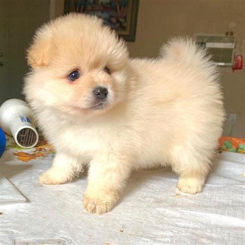 $250 : best  Pomeranians puppies image 4