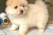 $250 : best  Pomeranians puppies thumbnail