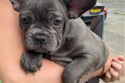 outstanding frenchbulldog