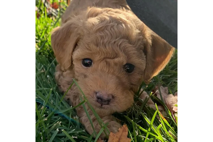 $800 : holly goldendoodle pups Cread image 1