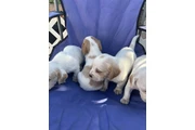 $400 : Beagle puppies thumbnail