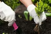 ORANGE COUNTY GARDENING thumbnail 4