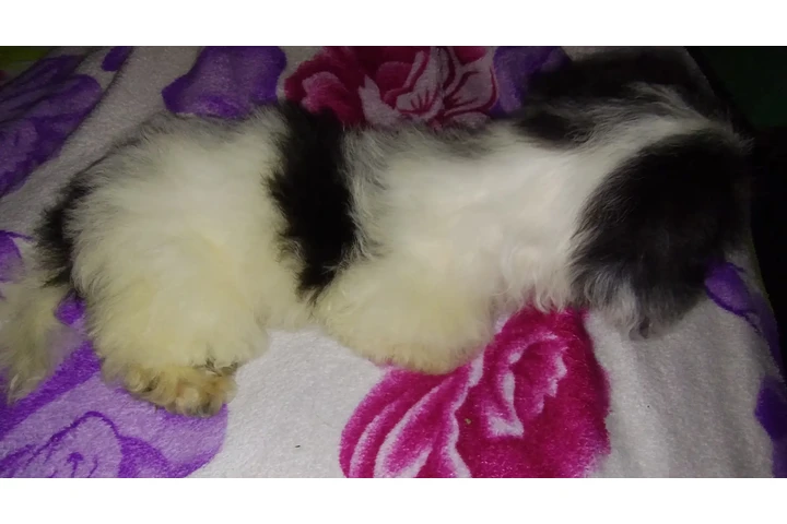 $120 : PERRITA MIXTA image 3