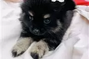 $400 : Camada de Pomerania thumbnail