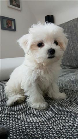 $350 : Trained Teacup Maltese image 2