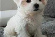 $350 : Trained Teacup Maltese thumbnail