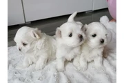 Malteses en venta en Jackson