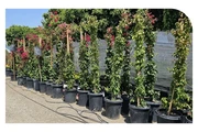 Ramirez Growers thumbnail 3