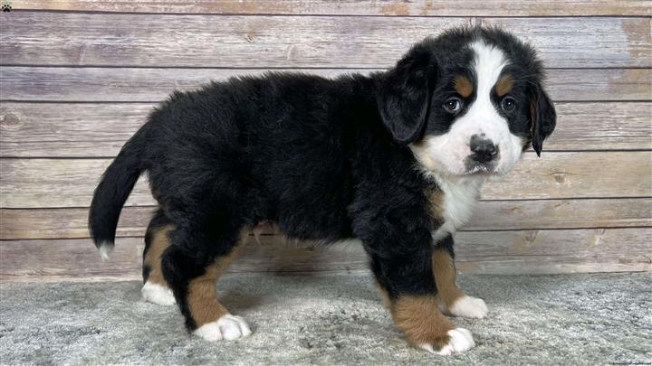 $300 : Bernese Mountain Dog Puppies image 1