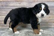 $300 : Bernese Mountain Dog Puppies thumbnail
